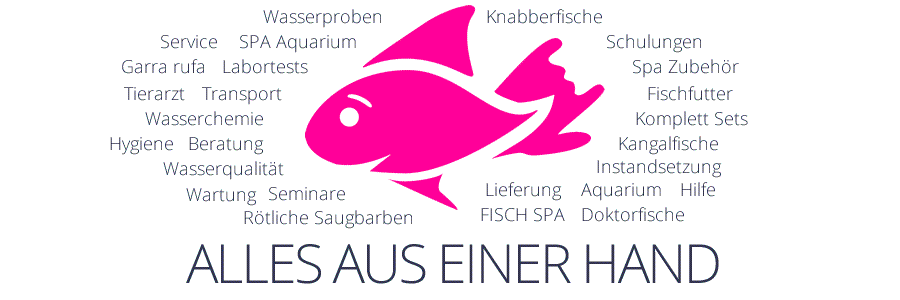 Knabberfische / Garra rufa / Kangalfische