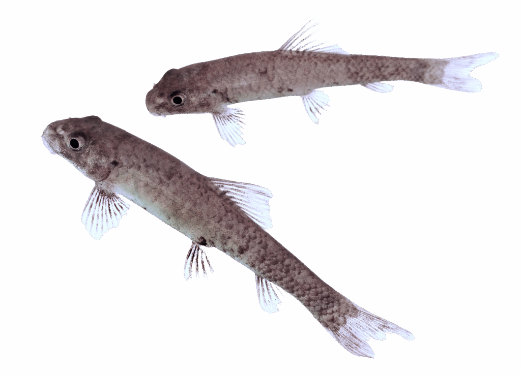 Anwendung | MEDIFISCH.de | Knabberfische, Garra rufa & Kangalfische